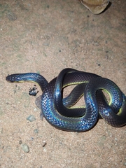 Atractus albuquerquei