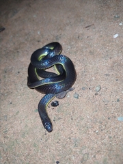 Atractus albuquerquei