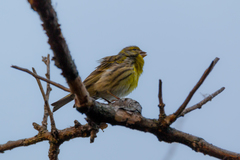 Serinus serinus