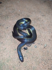 Atractus albuquerquei