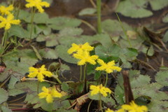 Nymphoides crenata