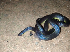 Atractus albuquerquei