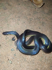 Atractus albuquerquei