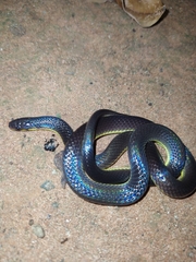 Atractus albuquerquei