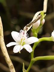 Epidendrum