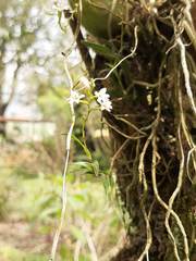 Epidendrum