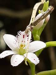 Epidendrum