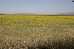 Ridolfia segetum