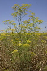 Ridolfia segetum