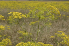 Ridolfia segetum