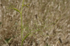 Ridolfia segetum