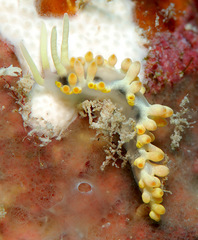 Piseinotecus