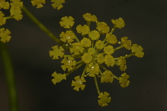 Ridolfia segetum