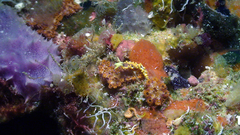 Piseinotecus