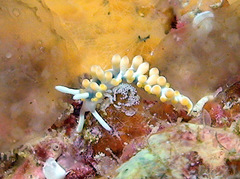 Piseinotecus