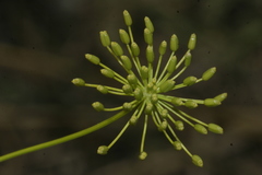 Ridolfia segetum