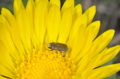 Tetragonoschema