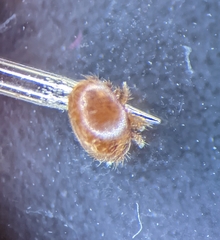 Varroa destructor