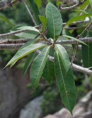 Ficus virgata