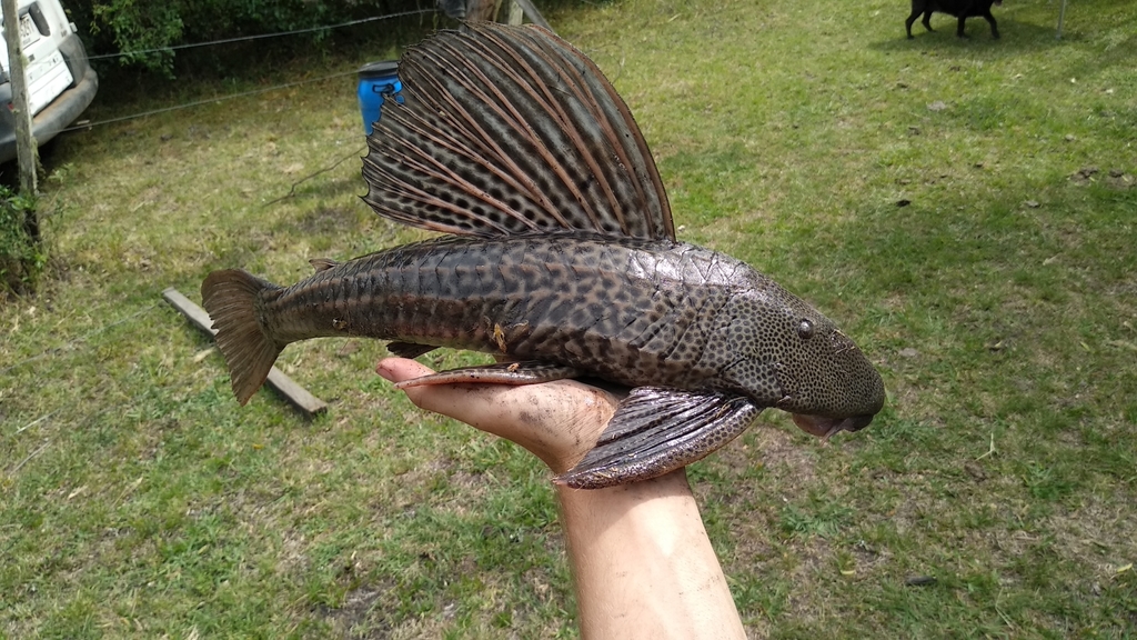 Jacuhy Pleco