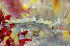Piseinotecus