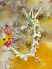 Piseinotecus