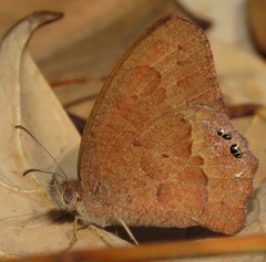 Cyllopsis perplexa