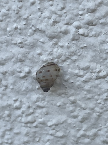 Drymaeus dormani image