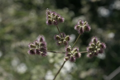 Torilis arvensis neglecta