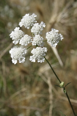 Torilis arvensis neglecta