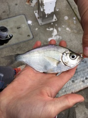 Hyperprosopon argenteum