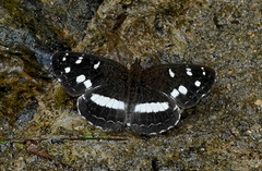 Janatella fellula