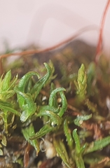 Aloina aloides