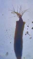 Aloina aloides