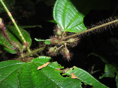 Miconia laevifolia