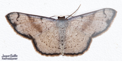Ptychamalia perlata