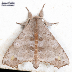 Olceclostera magniplaga