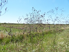 Eryngium ebracteatum