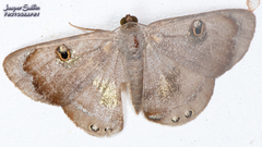 Argyrotome metallicata