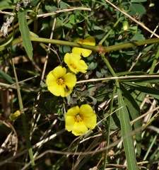 Oxalis californica