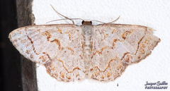 Idaea subfervens