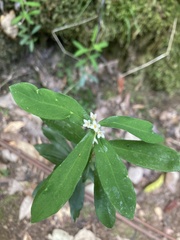 Pimelea drupacea