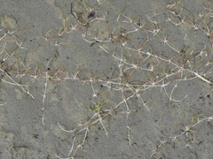 Ranunculus limosella