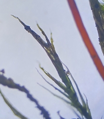Rhynchostegiella tenella