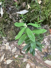 Pimelea drupacea