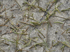 Ranunculus limosella