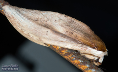 Truncaptera elongata