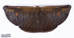 Cyphoedma transvolutata