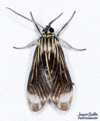 Eucereon costinotata