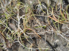 Ranunculus limosella